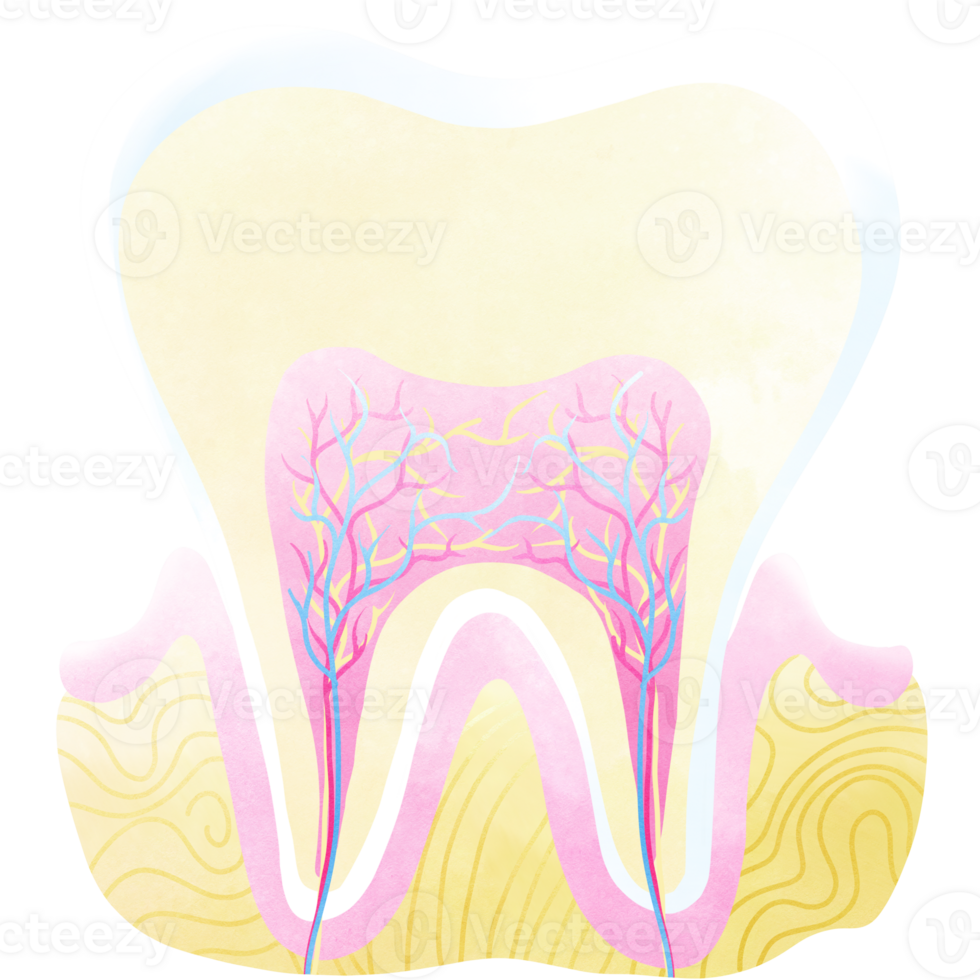 il denti anatomia è un' parte di ogni umano corpo. un mano disegnato illustrazione di anatomia. png