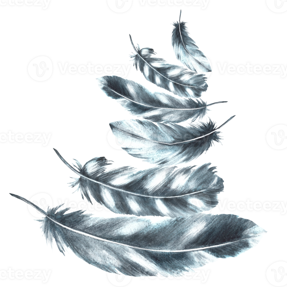 Watercolor feathers monochrome arrangement. Bird gray black feathers bundle with granulation of shades. Real wings Hand drawn template illustration. Clipart for your print background png