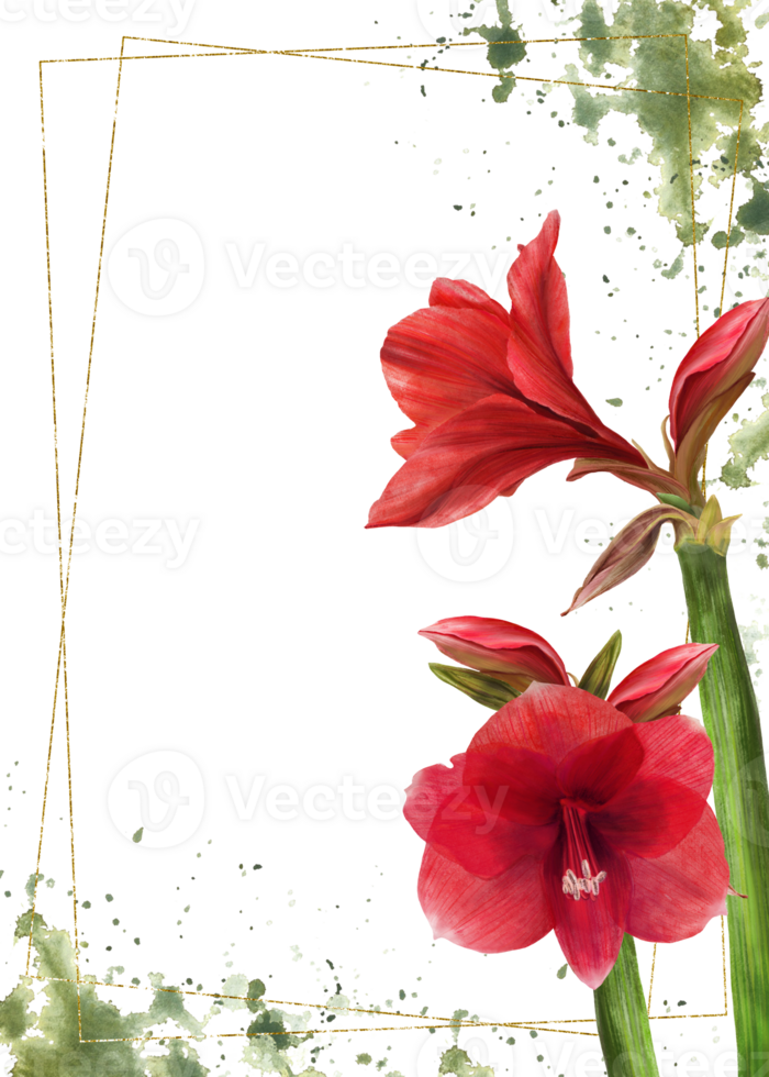 rouge amaryllis fleurs, tiges, bourgeons avec or Cadre sur aquarelle vert taches Contexte. hippeastrum plante modèle. main tiré numérique aquarelle illustration floral clipart pour carte imprimer. png