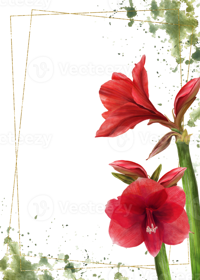 Red amaryllis flowers, stems, buds with gold frame on watercolor green stains background. Hippeastrum plant template. Hand drawn digital watercolor illustration Floral clipart for card print. png