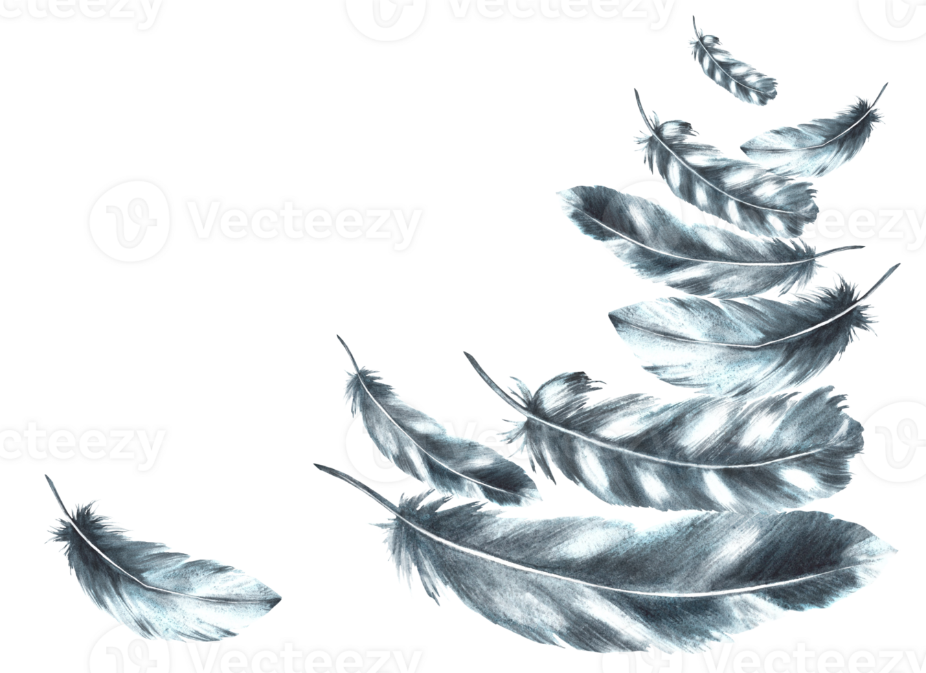 Watercolor feathers monochrome arrangement. Bird gray black feathers bundle with granulation of shades. Real wings Hand drawn template illustration. Clipart for your print. png