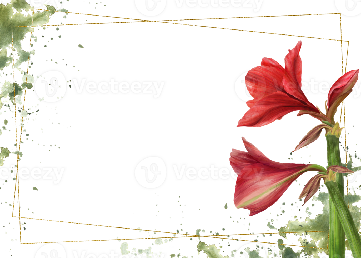 Red amaryllis flowers, stems, buds with gold frame on watercolor green stains background. Hippeastrum plant template. Hand drawn digital watercolor illustration Floral clipart for card print. png