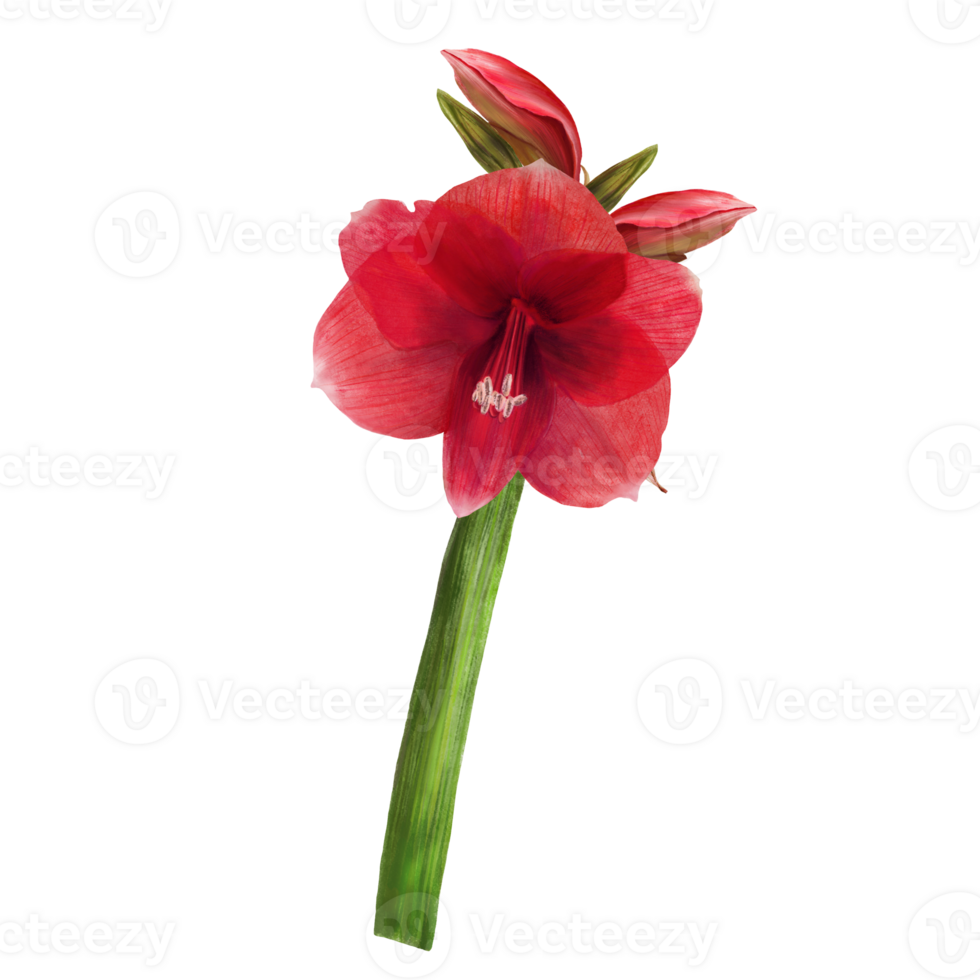 vermelho amaryllis flores, hastes e botões, hippeastrum plantar. mão desenhado aguarela ilustração para seu botânico, floral adesivo, cartão, casamento, aniversário convite cartão impressão fundo png