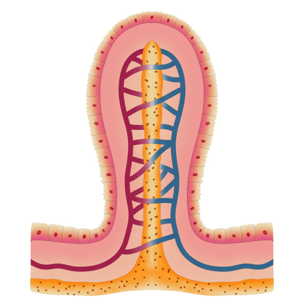 Villus structure illustration any hand drawn png