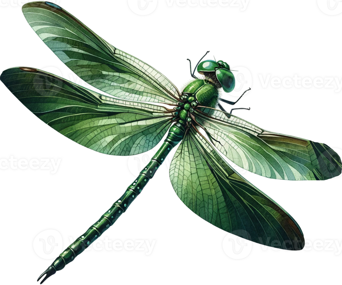 ai generato realistico verde libellula opera d'arte con dettagliato Ali png