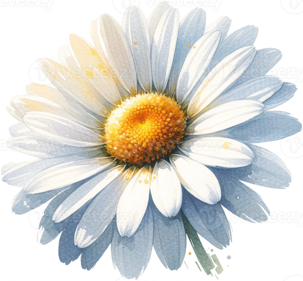 ai generiert April Geburt Monat Blume Gänseblümchen Aquarell Clip Art isoliert png