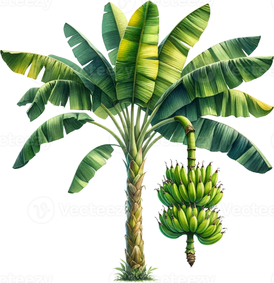 ai gegenereerd banaan boom met rijpen fruit TROS png