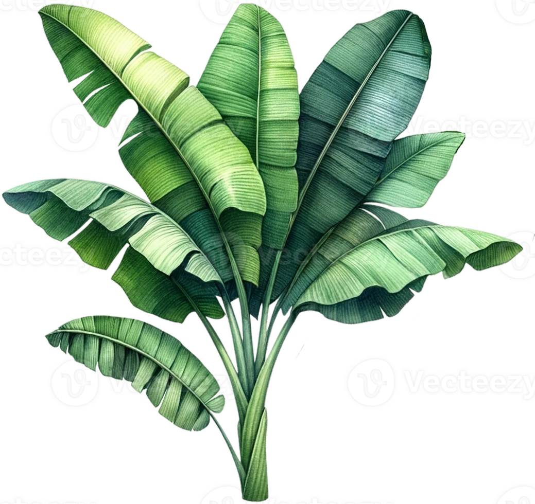 AI generated Full Banana Tree with Leaves Artwork png