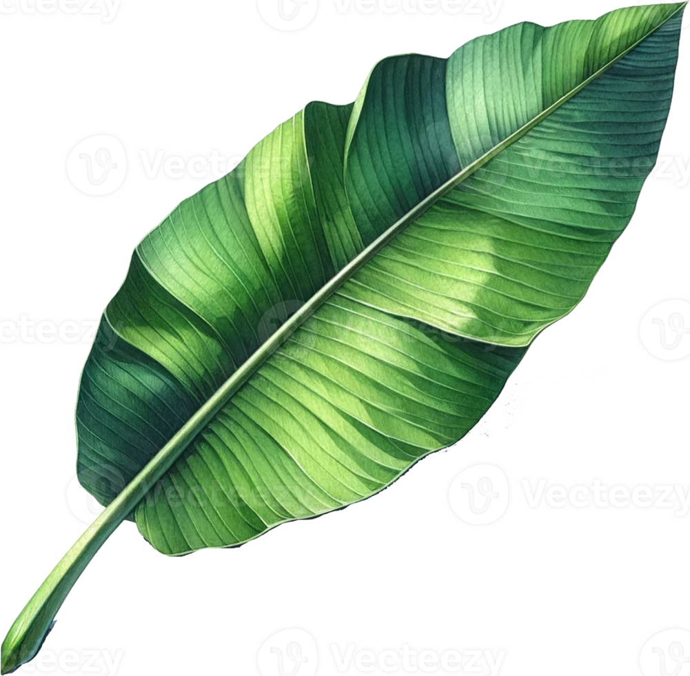 AI generated Single Banana Leaf Watercolor Art png