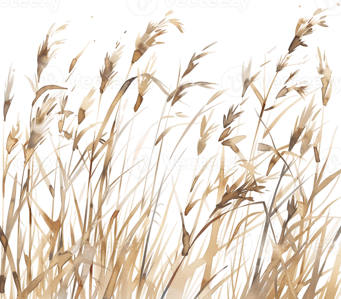 AI generated Dry Wheat Grass in the Field png