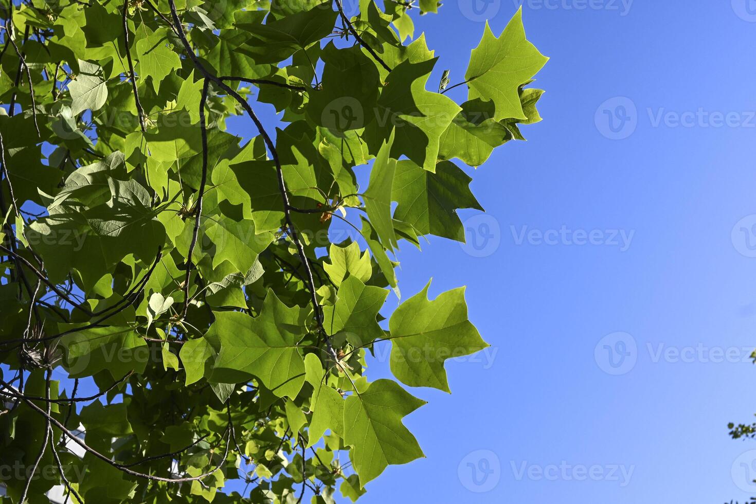tree leaves in contrast with blue sky photo