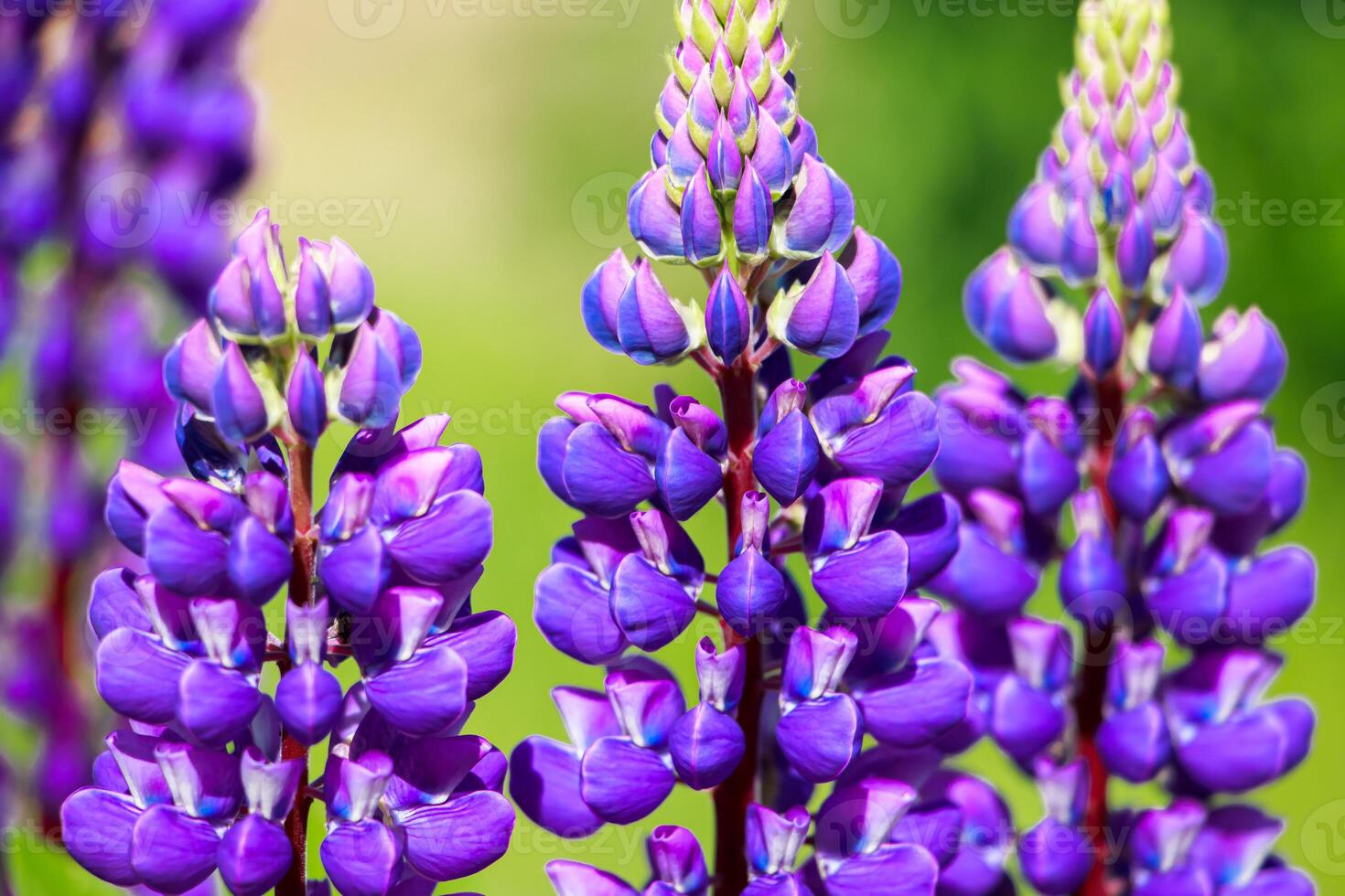 Purple lupine flowers in the sun. Blooming wild plants. Lupines field. photo