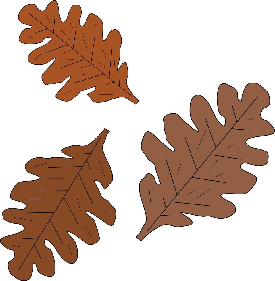 Oak leaves, fall vector