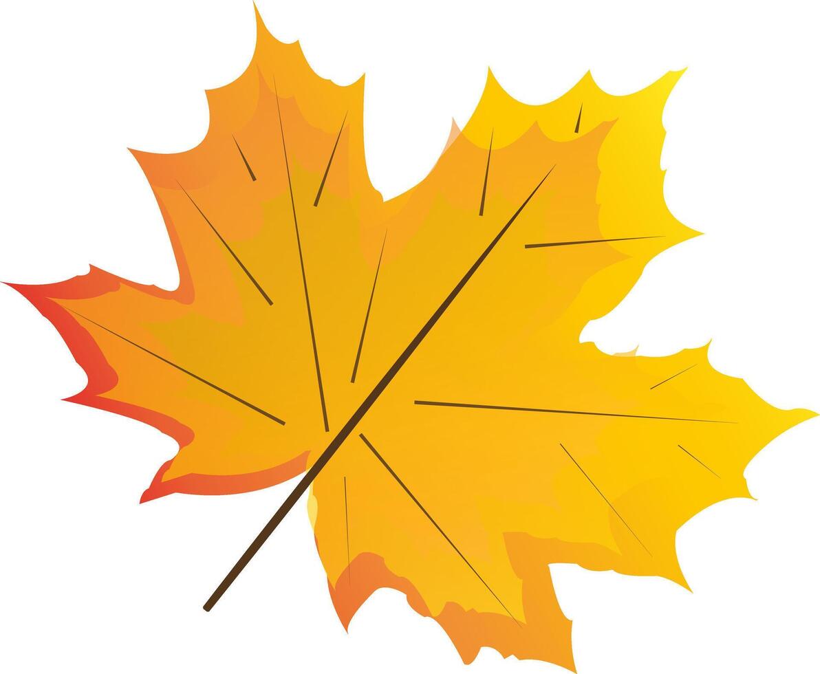 Maple leaf, fall vector