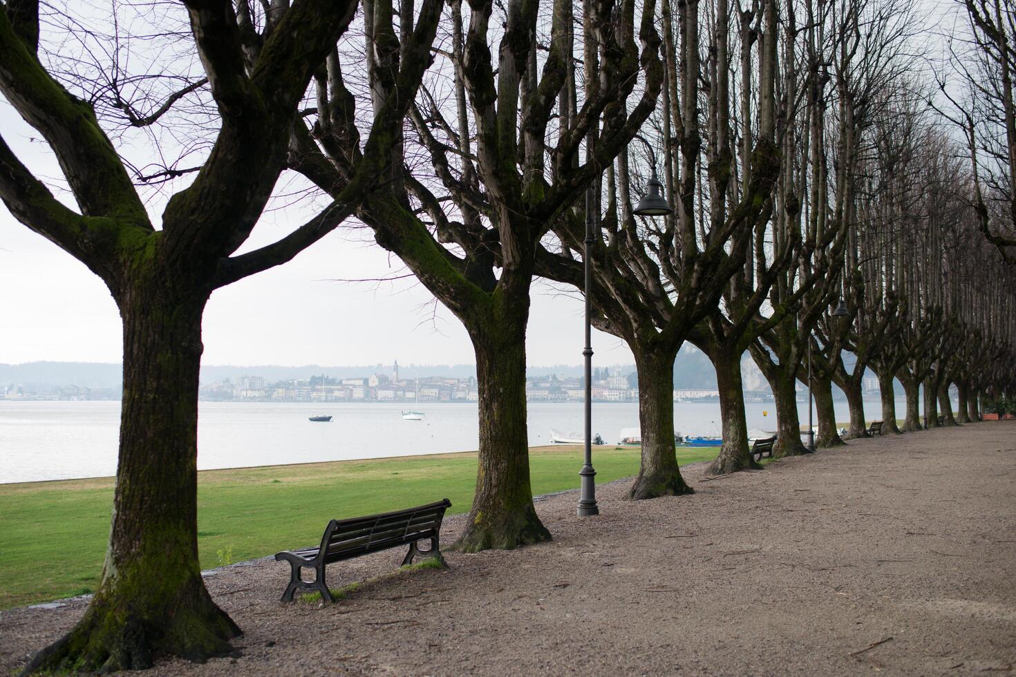 Trees without leaves in a row near coastline, no people photo