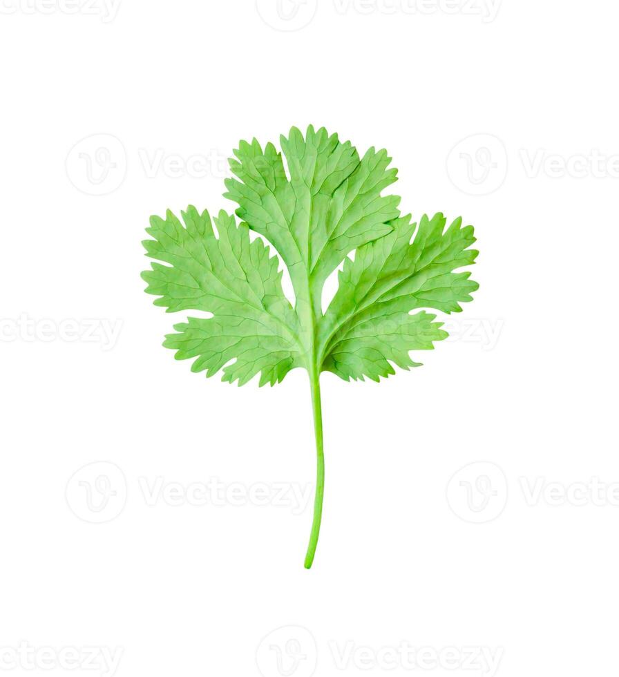 Top view of fresh green coriander or Chinese parsley leaf is isolated on white background with clipping path. photo