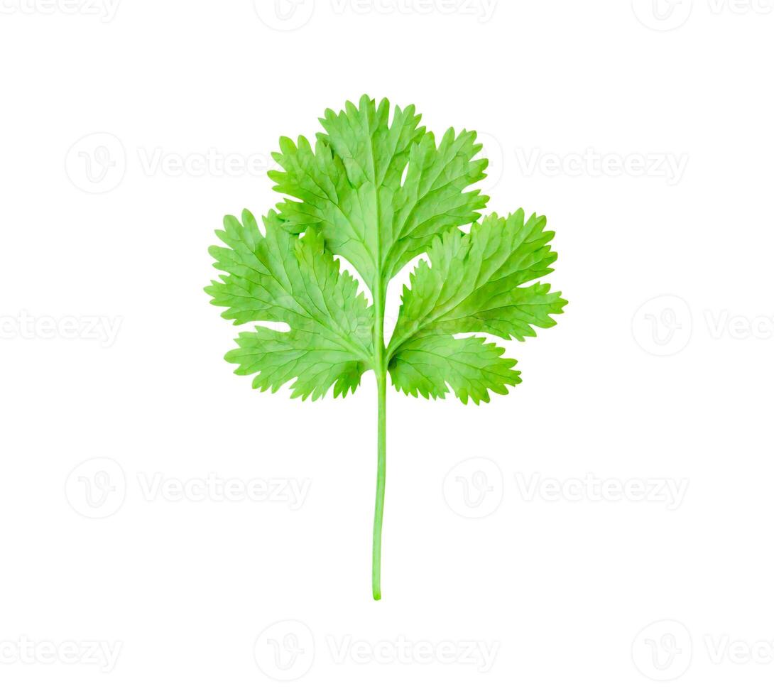 Top view of fresh green coriander or parsley leaf isolated on white background with clipping path photo