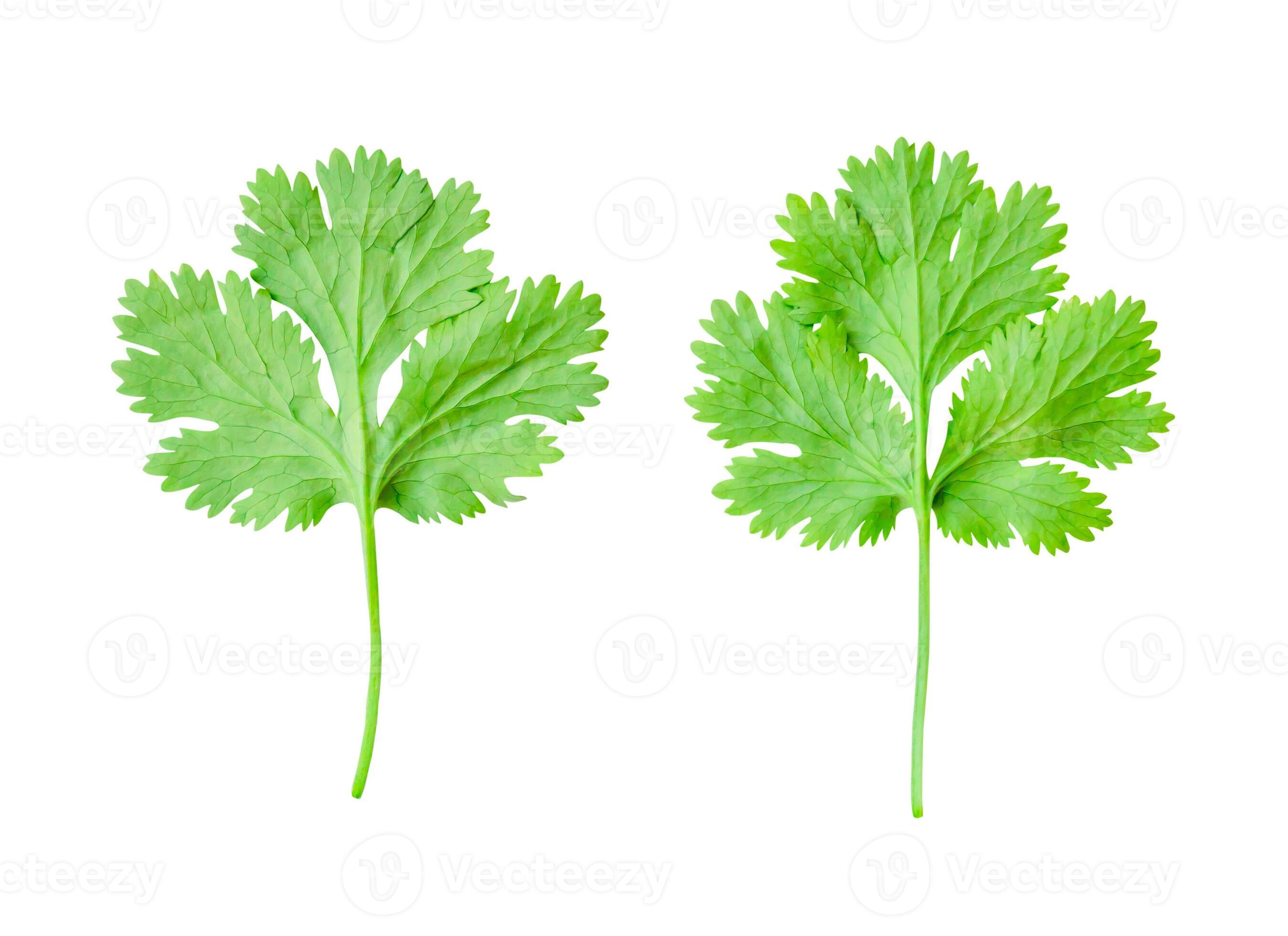 Top view set of fresh green coriander or Chinese parsley leaf isolated on white background with