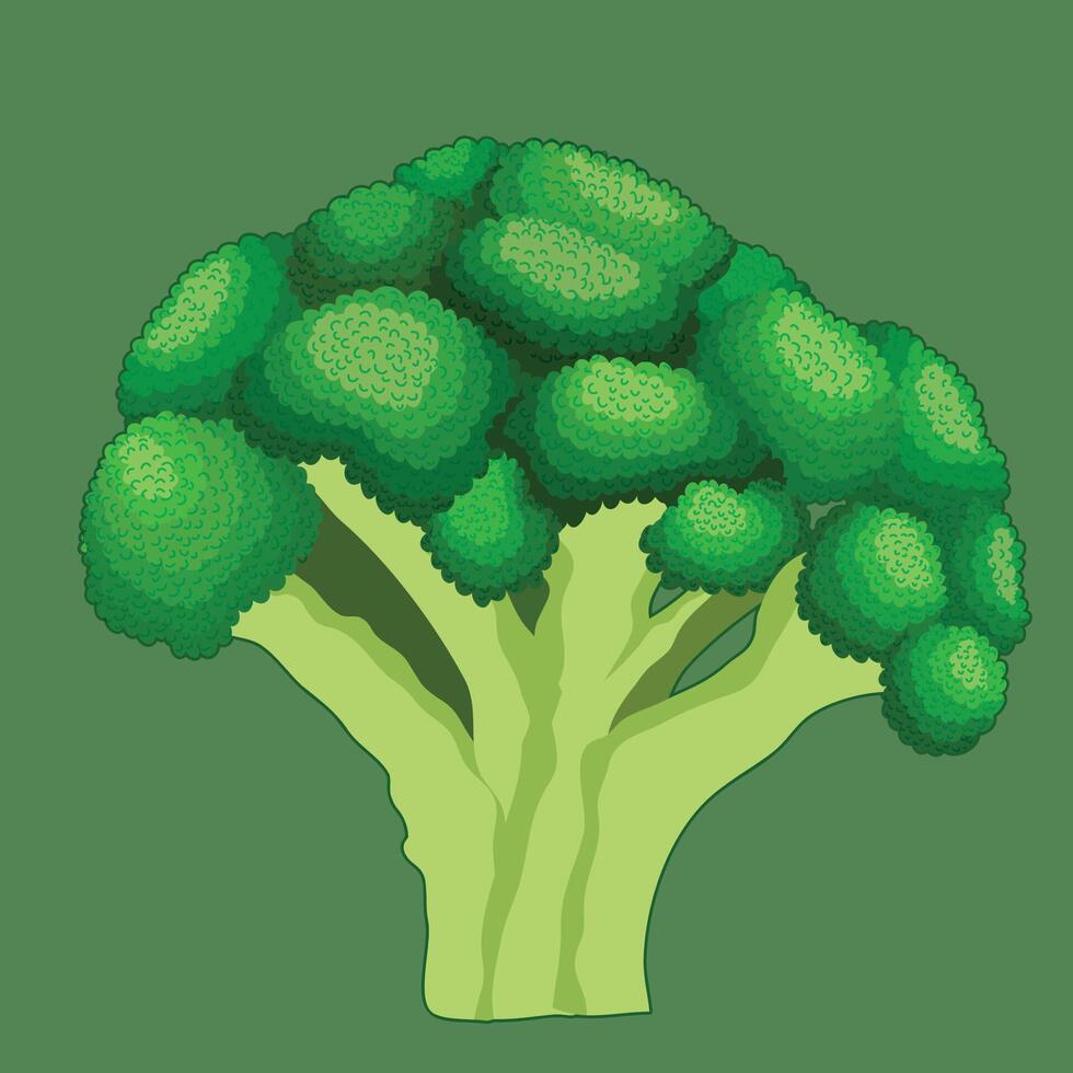 Broccoli Vector Illustration. Closeup watercolor vegetable broccoli isolated on green background. Artistic hand drawn broccoli illustration. Vector illustration