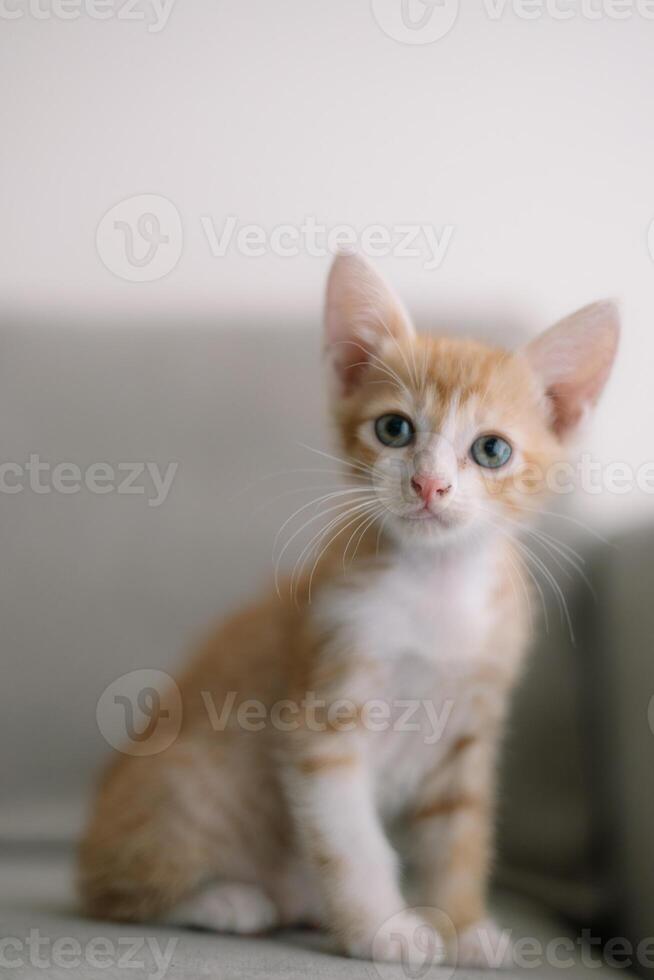 A cute orange and white kitten is sitting on a couch photo