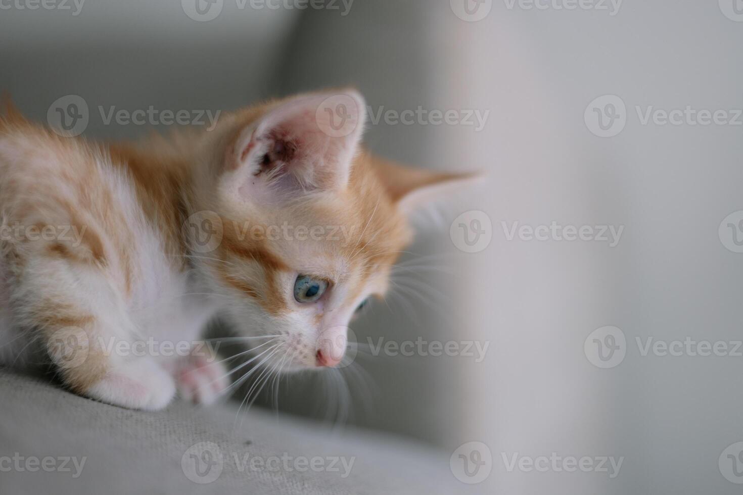 A kitten is looking at the camera with its eyes wide open photo