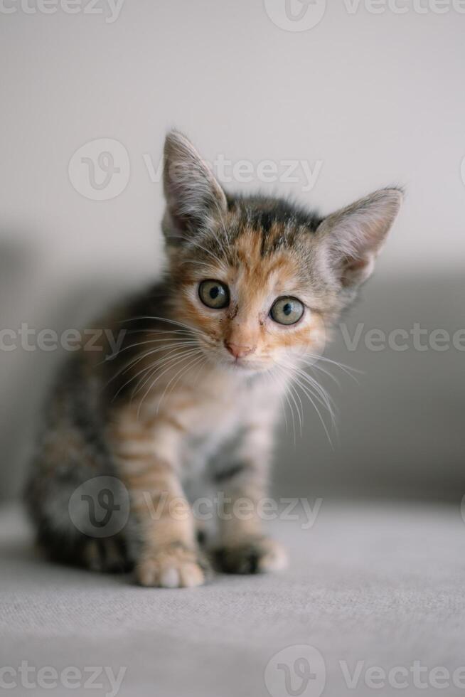 A kitten is sitting on a couch with its head tilted to the side photo