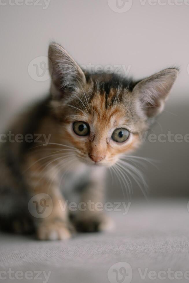 A kitten with a black nose and brown and orange fur is looking at the camera photo