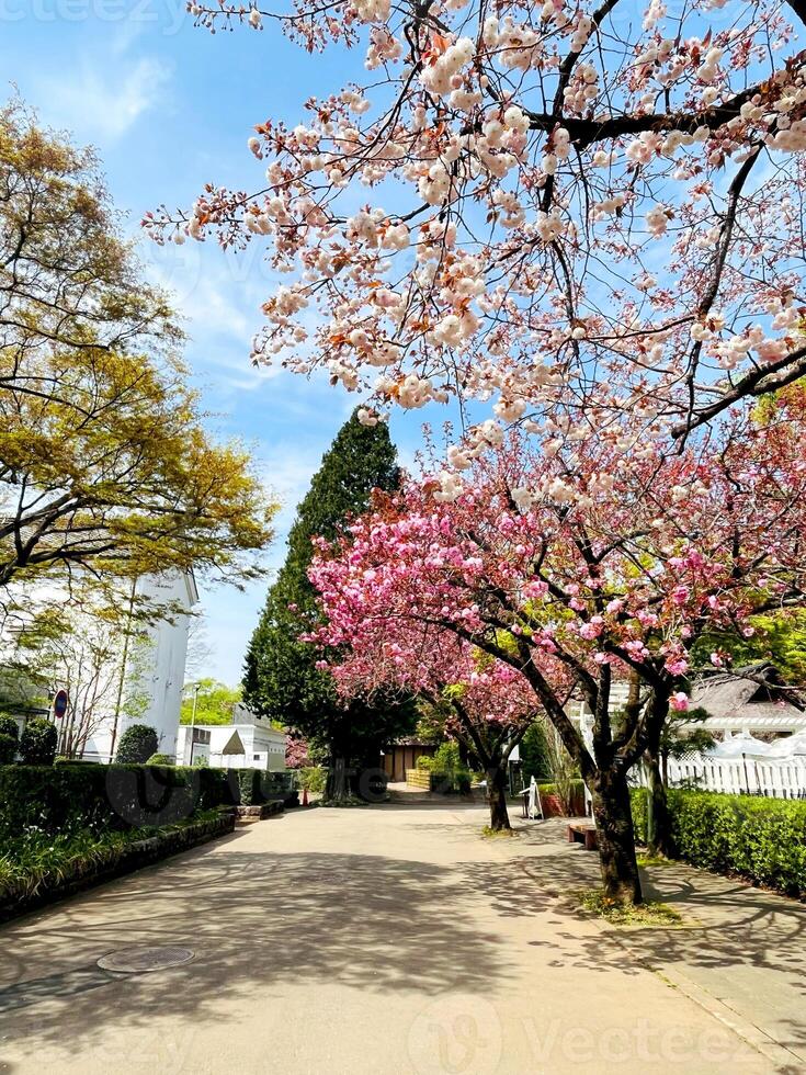 Japanese cherry blossoms variation in full bloom walkway in the garden spring season Japan photo