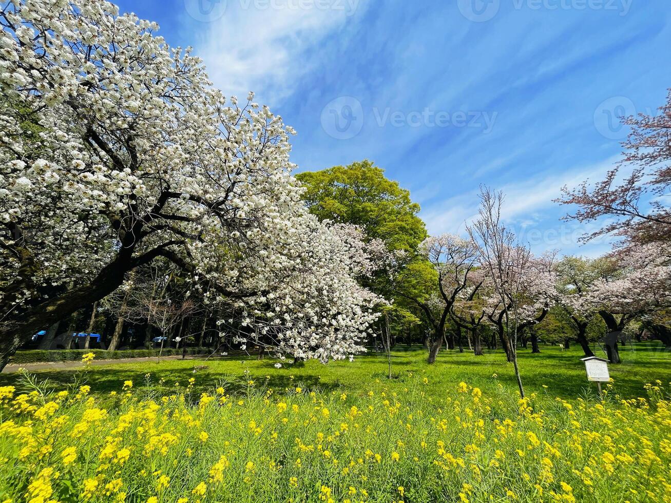 Japanese cherry blossoms in full bloom on a fresh green lawn in spring season horizontal photo