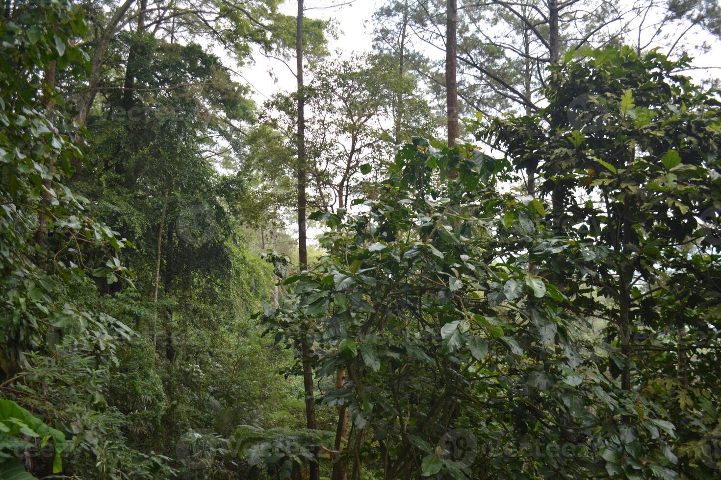 photo of a view in the forest