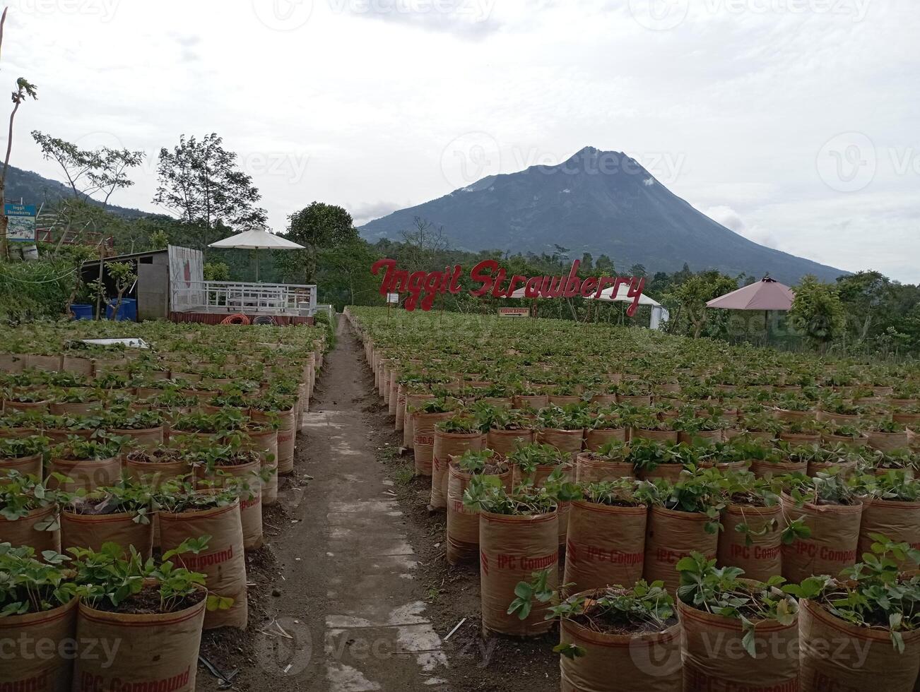 foto de fresa plantación en el colina