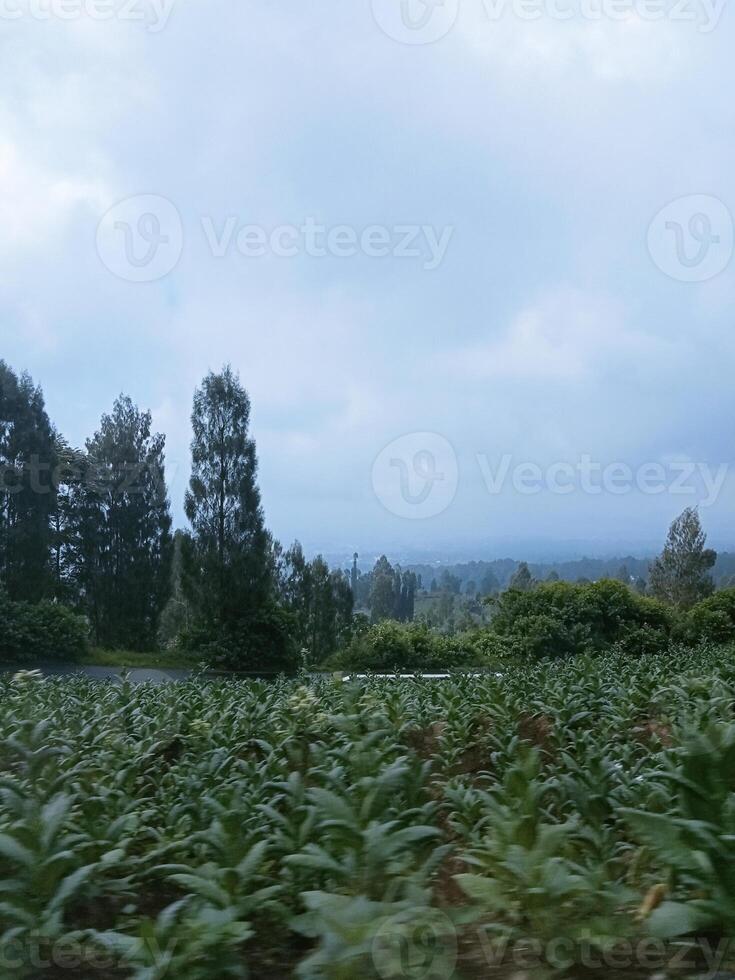 photo of plantation views at the foot of the mountain