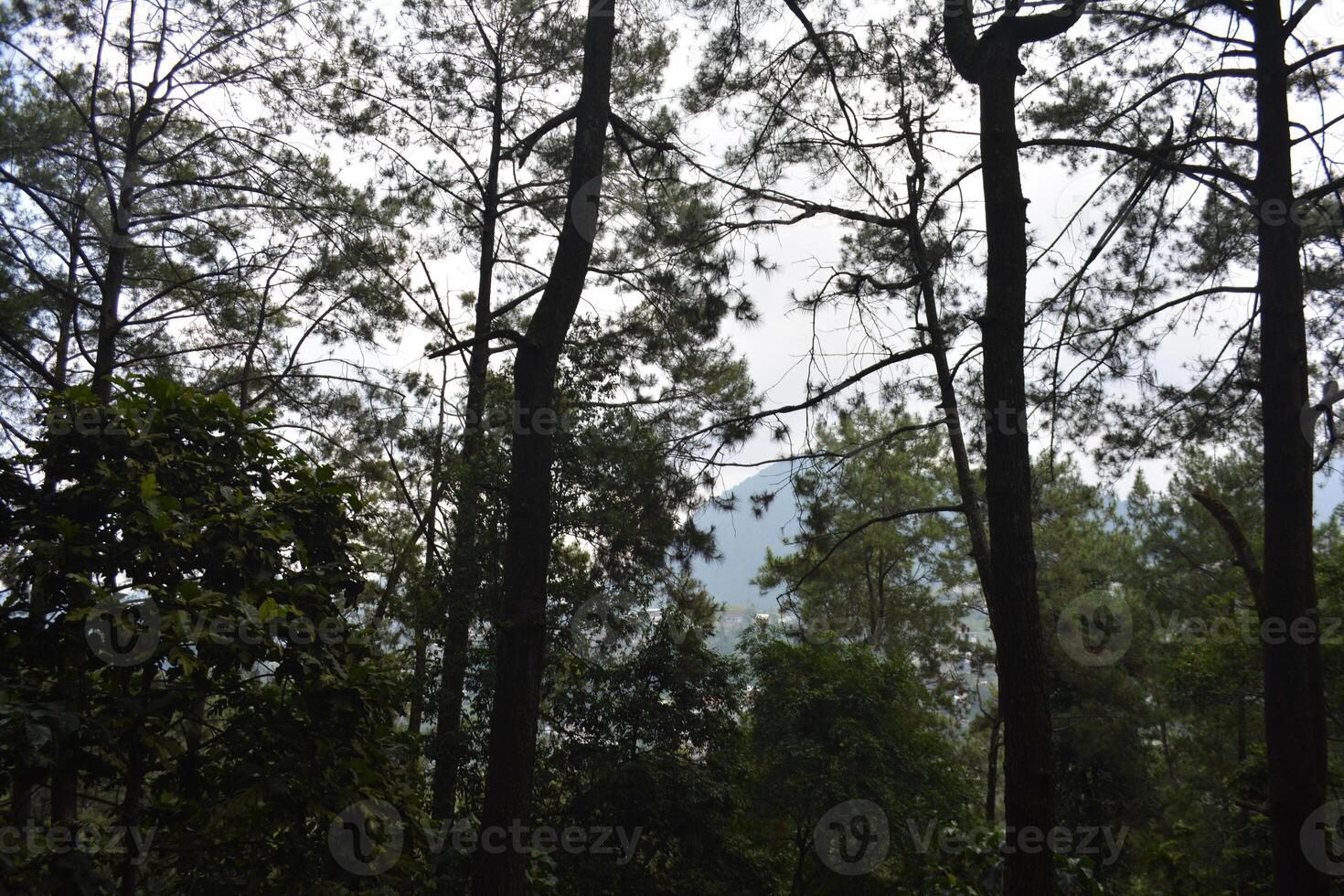 photo of a view in the forest