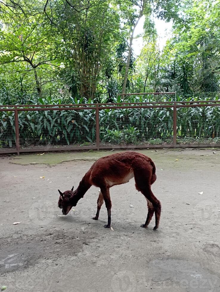 photo of brown llama at the zoo