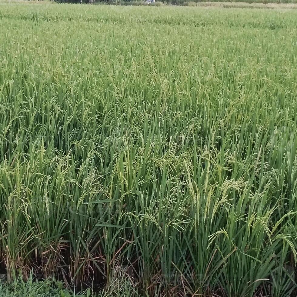 photo of a view of rice fields