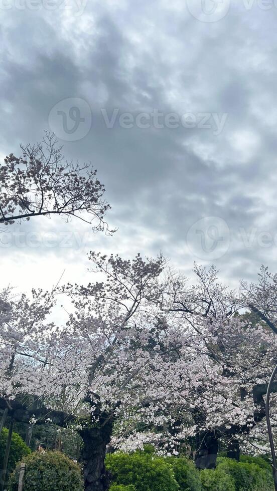 foto de Cereza flores floreciente