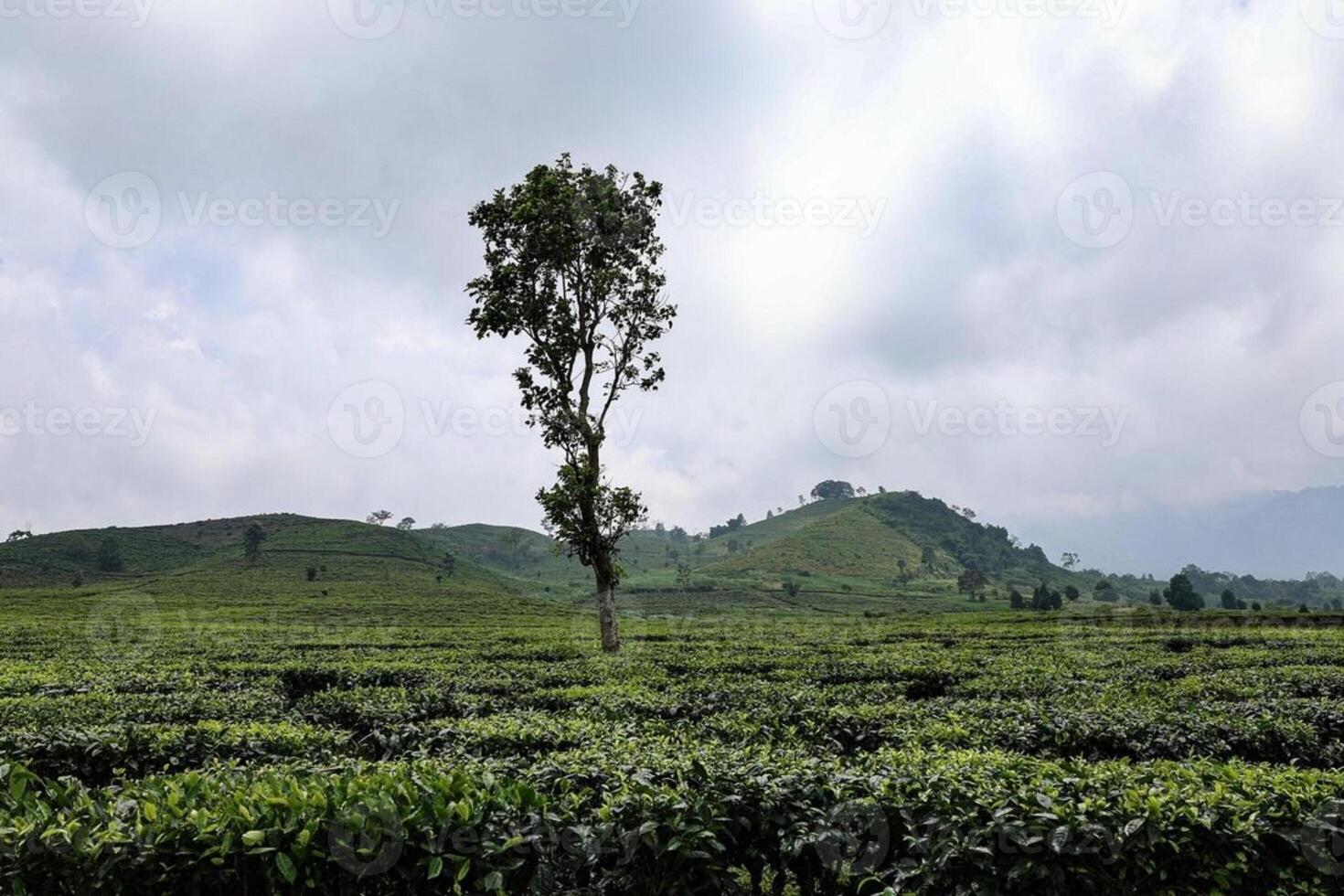 Photo of a large tea garden