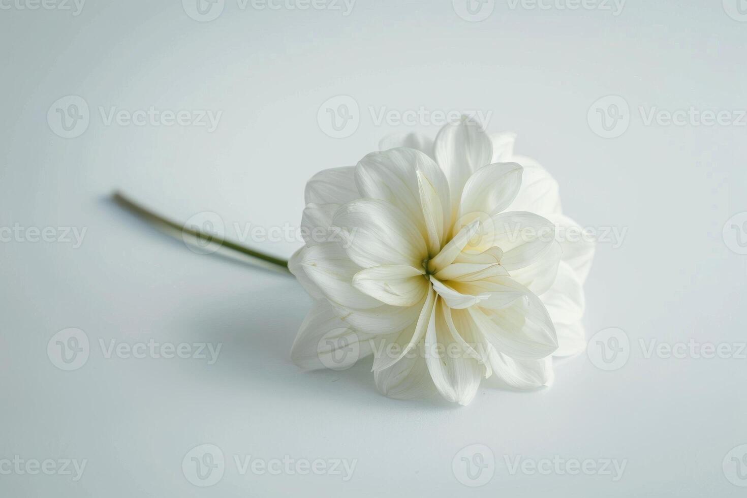 AI generated Sacred White Sankha Isolated on White Background photo