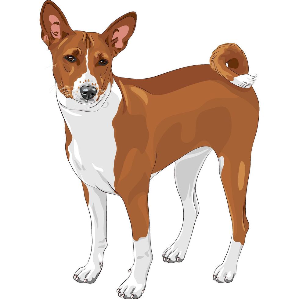 vector bosquejo caza perro basenji raza