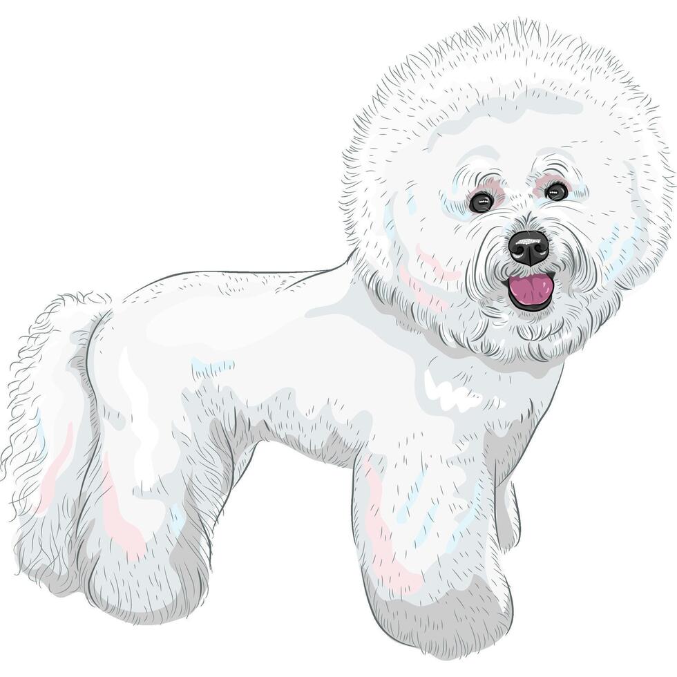 vector white cute dog Bichon Frise breed