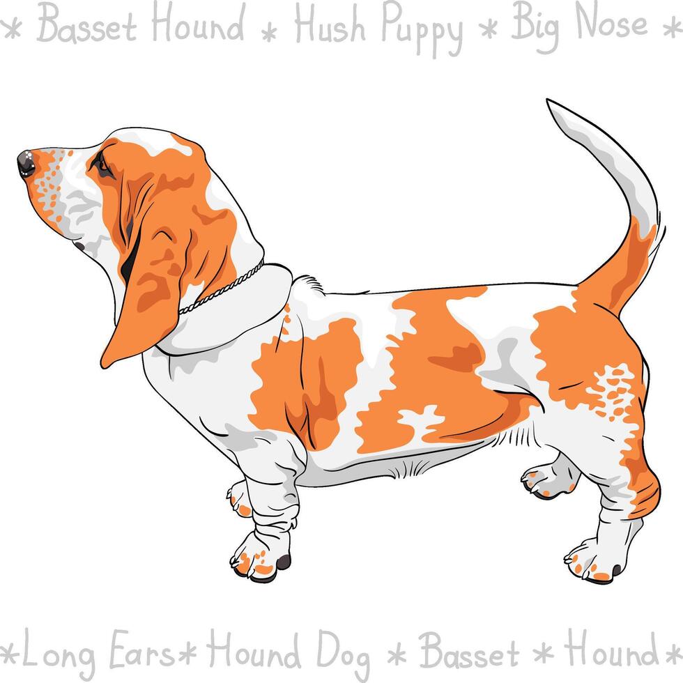 vector dog Basset Hound breed