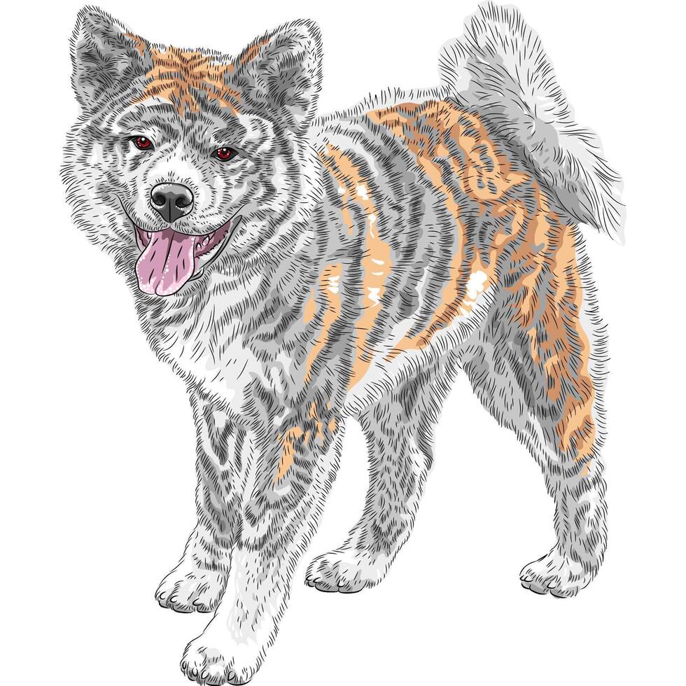 vector sketch dog Akita Inu Japanese breed smiles