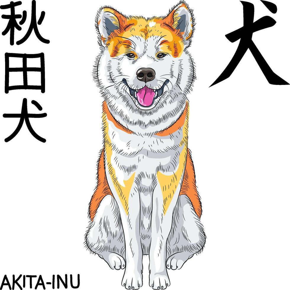 vector sketch dog Akita Inu Japanese breed smiles