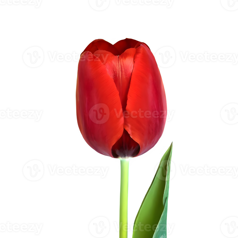 AI generated Red tulip close up isolated on transparent background png
