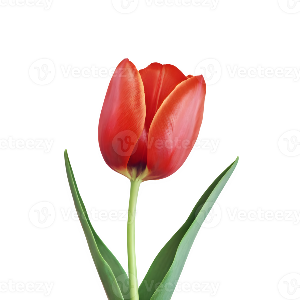 AI generated Red tulip close up isolated on transparent background png