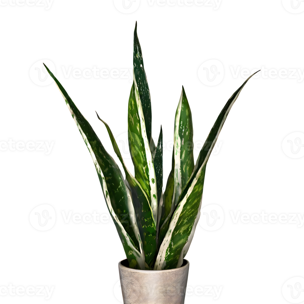 AI generated Snake plant sansevieria trifasciata png isolated on transparent background