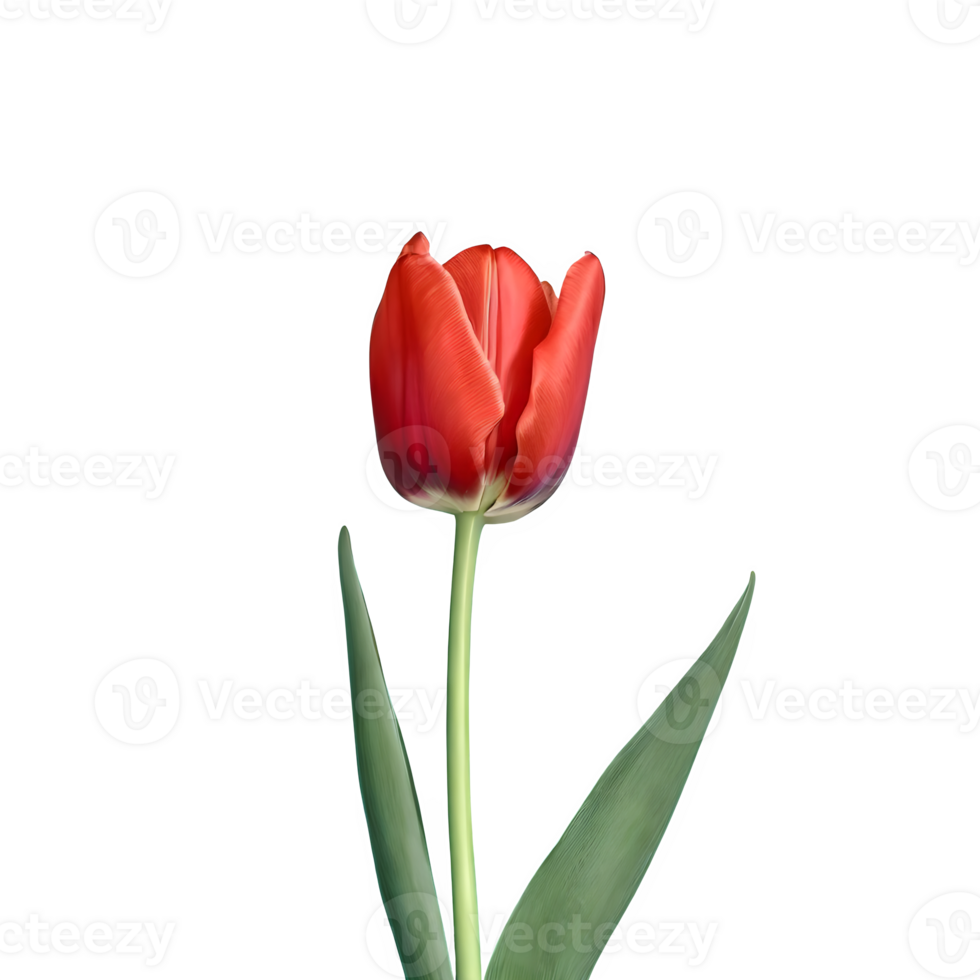 AI generated Red tulip close up isolated on transparent background png