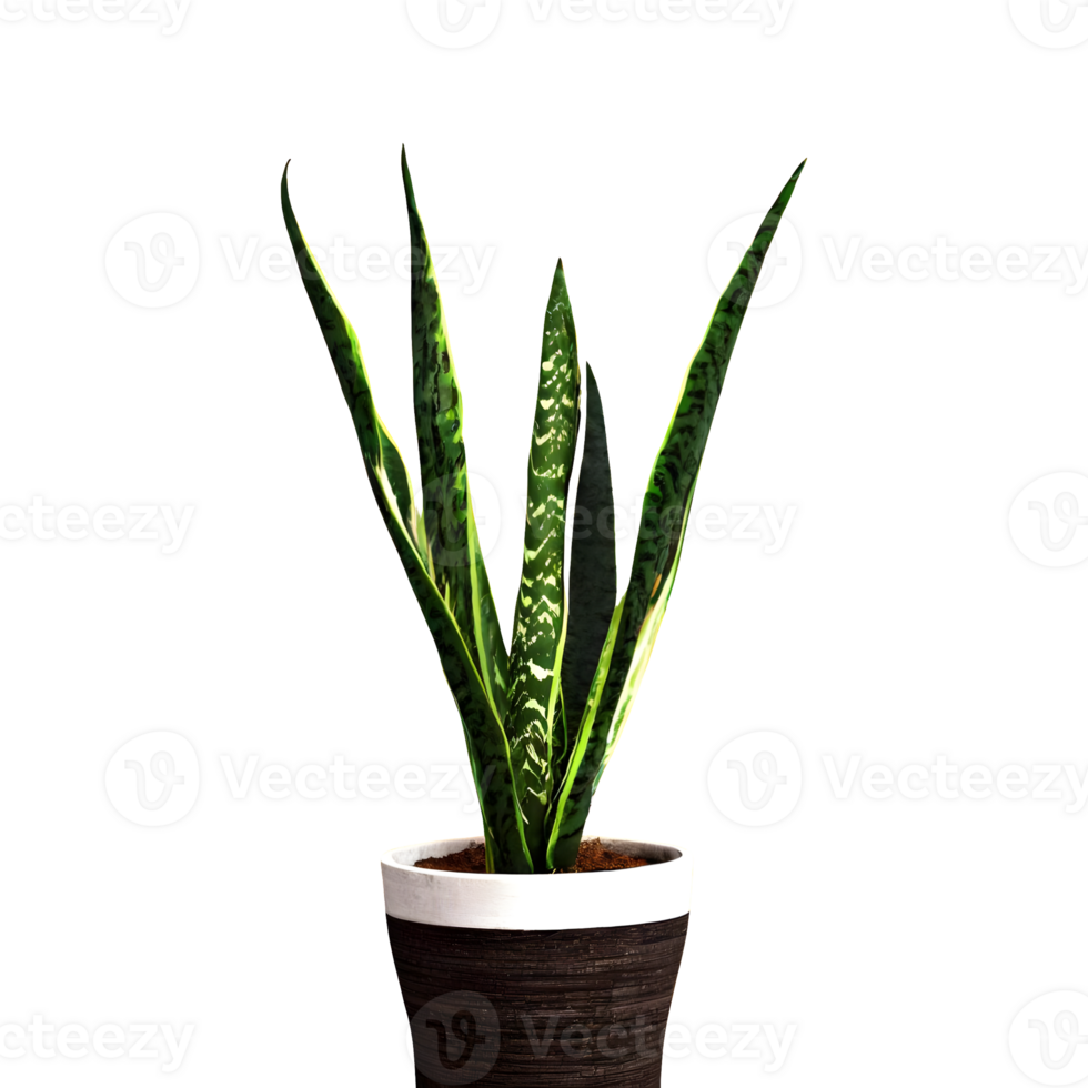 AI generated Snake plant sansevieria trifasciata png isolated on transparent background