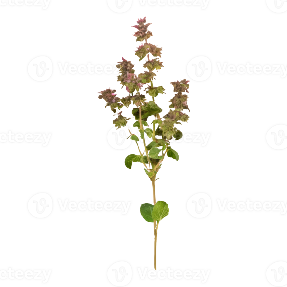 AI generated Oregano that has been dried isolated on transparent background png