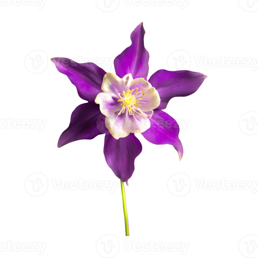AI generated Columbine flower isolated on transparent background png